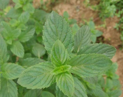 探秘芳香植物的奥秘（从芳香到护肤）