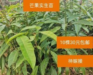 芒果树用什么肥料最好？如何根据生长阶段选择肥料？