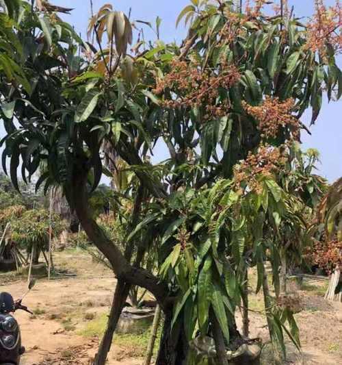 芒果树种植间距是多少？如何正确规划果园空间？