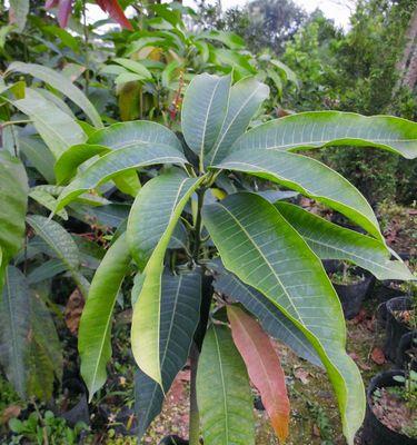 芒果树种植条件适合在什么地方生长？如何选择最佳种植地点？