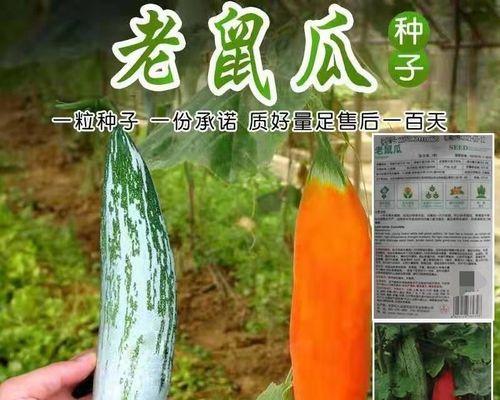 芒果种子真的可以食用吗？食用芒果种子的正确方法是什么？