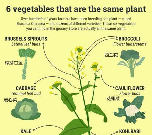 芒果钻心虫怎么防治？防治方法有哪些？