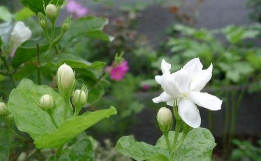 送茉莉花代表什么含义？茉莉花的花语有哪些？