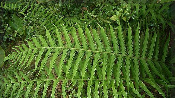 芒萁属于蕨类植物吗？它的分类和特点是什么？