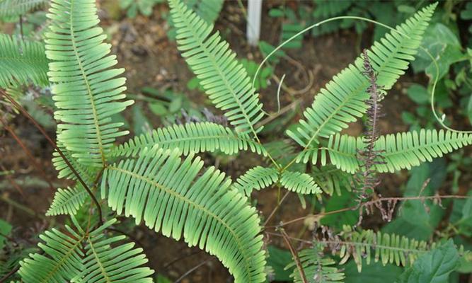 芒萁属于蕨类植物吗？它的分类和特点是什么？