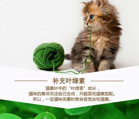 猫草和猫薄荷的区别是什么？如何正确选择给猫咪？