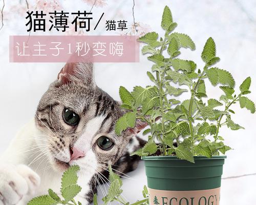 猫草水培可行吗？土培与水培哪种更适合？