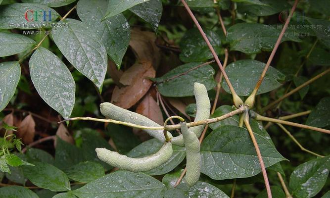 猫草种子是什么植物的？如何正确种植猫草？