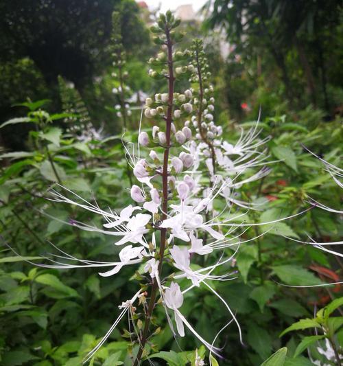 猫耳草是什么样子的？如何辨认猫耳草的特征？