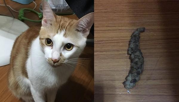 猫粪便可以做肥料吗？使用猫粪便作为肥料需要注意什么？