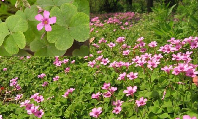 索玛花的花语是什么？如何正确解读索玛花的含义？