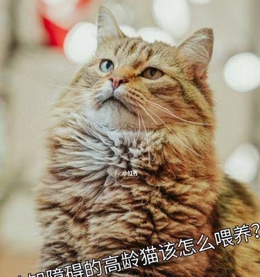 猫可以吃蓝莓吗？对猫咪健康有什么影响？