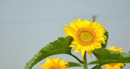 太阳花的寓意和花语是什么？如何挑选寓意吉祥的太阳花品种？