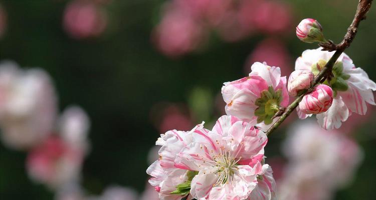 桃花的花语是什么？桃花象征意义有哪些常见问题？