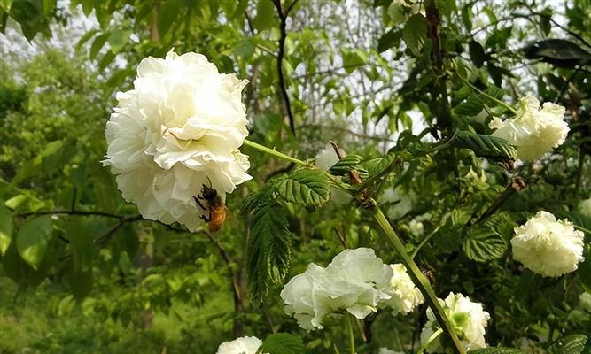 荼糜花花语是什么？了解荼糜花的象征意义和文化背景？