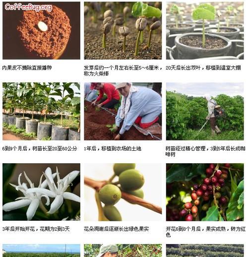 毛豆怎么种植？最佳种植时间是什么时候？