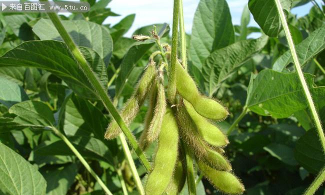 毛豆是植物吗？毛豆的种植和食用特点是什么？