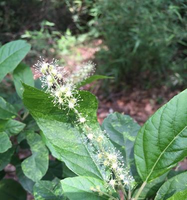 毛豆属于双子叶植物吗？它的分类特点是什么？