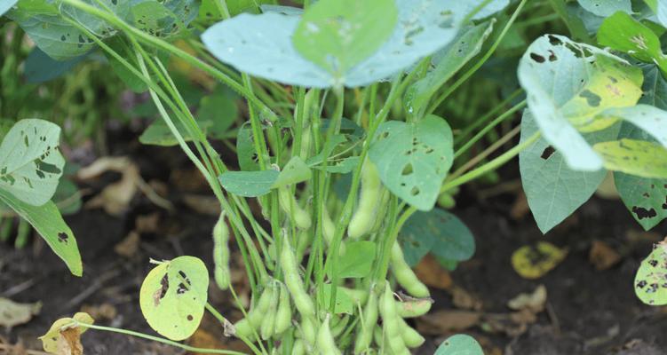 毛豆种植间距是多少？如何正确安排种植密度？