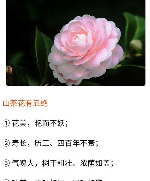 毛汉尼花期持续多久？如何延长花期？