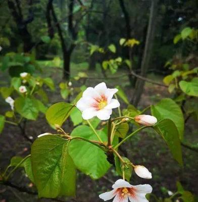 梧桐花的花语是什么？如何正确解读梧桐花的含义？