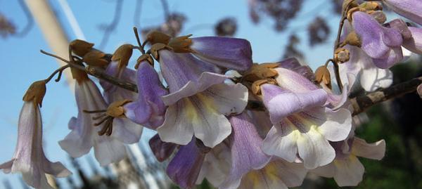 梧桐花的花语是什么？如何正确解读梧桐花的含义？