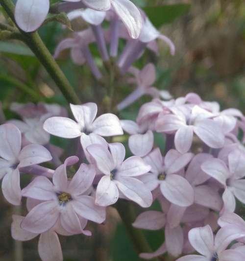 五瓣丁香花代表什么含义？五瓣丁香花的寓意是什么？