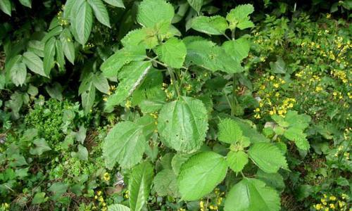 毛拉是什么植物？毛拉植物的特点和用途是什么？