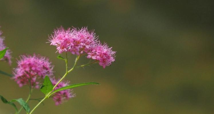 夕雾花的花语是什么？这种花的寓意和象征有哪些？