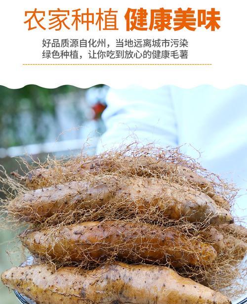 毛薯怎么种植？最佳种植时间是什么时候？