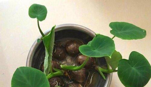 毛芋头几月份种植合适？最佳种植时间是什么时候？