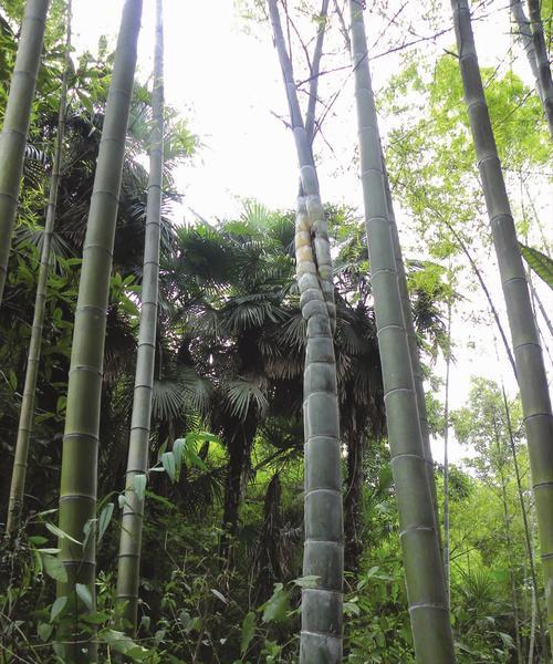 毛竹喜欢阳光吗？种植毛竹时阳光需求解析？