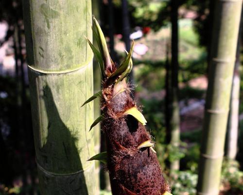 毛竹喜阴还是喜阳？如何正确种植毛竹？