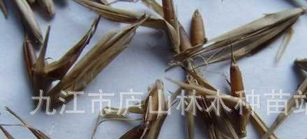 毛竹种子怎么种植？种植毛竹种子的步骤和注意事项是什么？