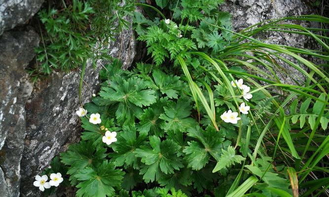 毛茛科植物有哪些种类？它们的特征是什么？