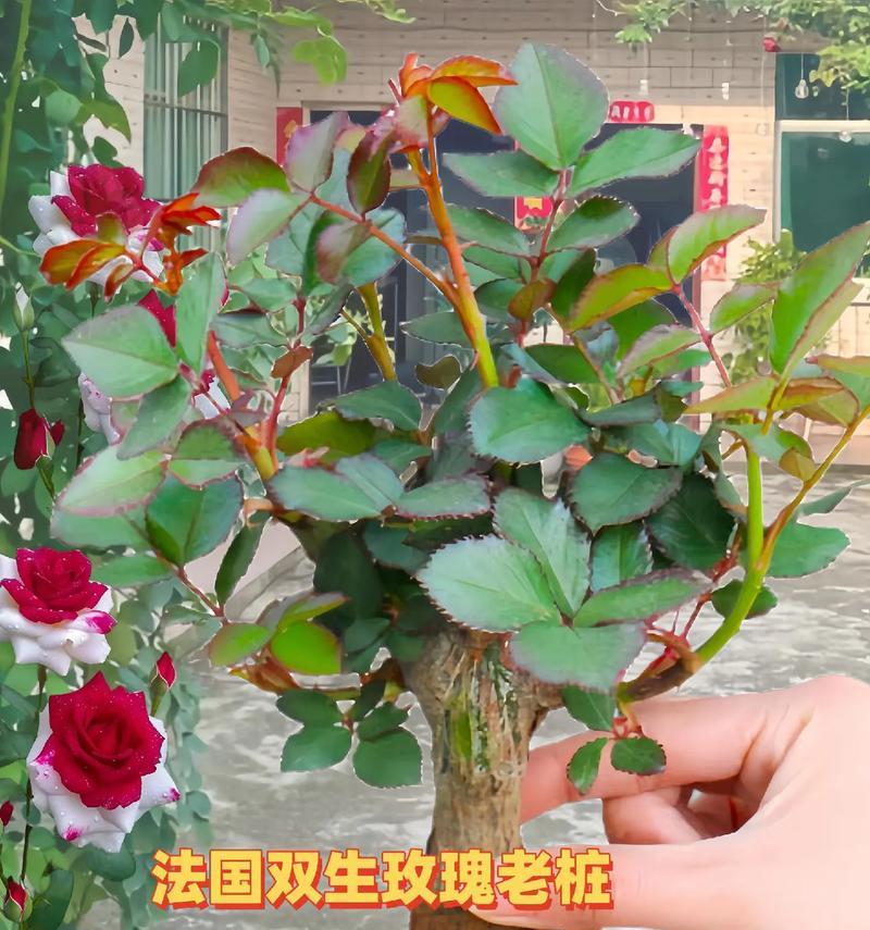 玫瑰花的品种有哪些？如何挑选适合的玫瑰花品种？