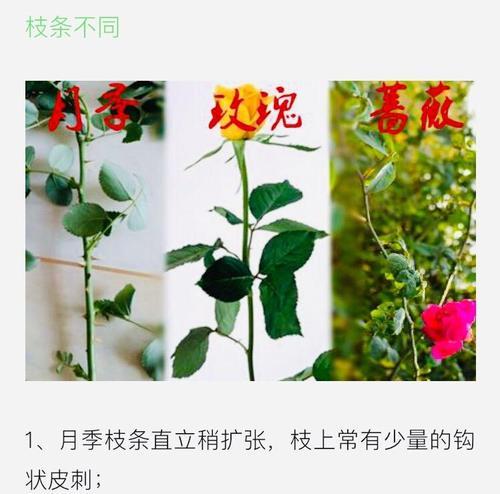 玫瑰花花肥如何制作？使用过程中应注意哪些问题？