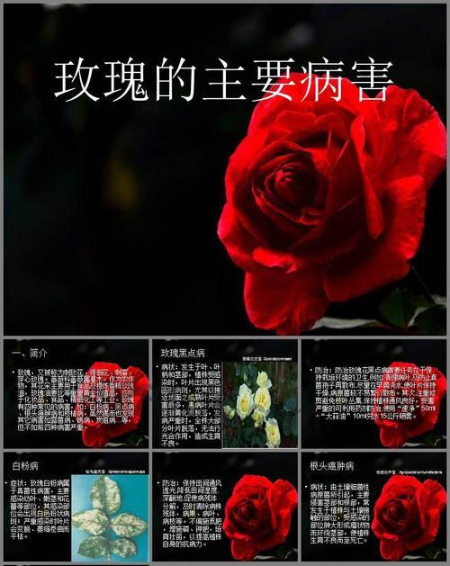 玫瑰花黄叶病是什么原因导致的？如何有效治疗和处理？