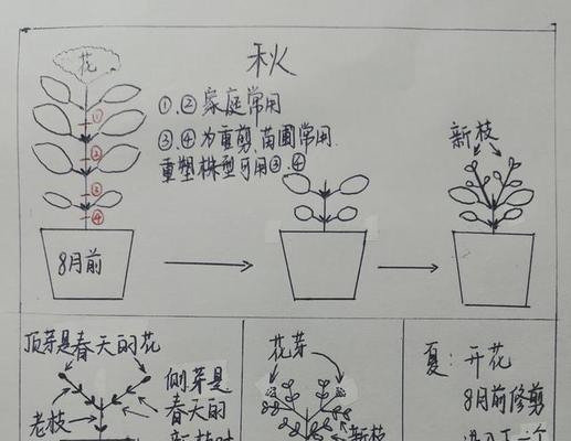 玫瑰花苗修剪方法有哪些？如何正确修剪玫瑰花苗？