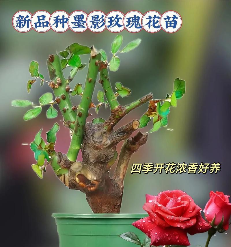 玫瑰花盆栽用多大的盆合适？如何根据植株大小选择合适尺寸？