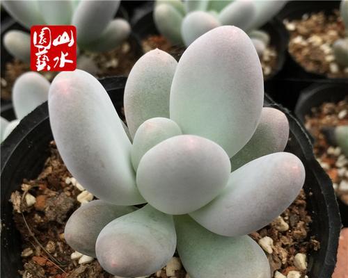 玫瑰花属于什么植物类别？它的分类特点有哪些？