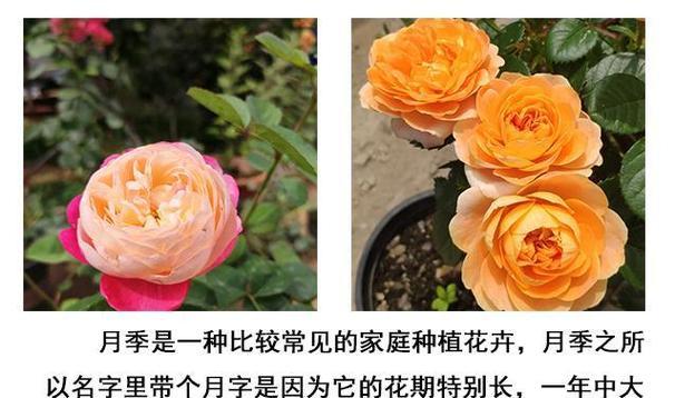 玫瑰花水培好还是土培好？哪种方法更适合家庭养护？