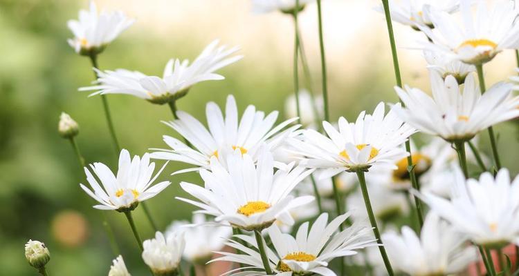 洋甘菊的花语是什么意思？洋甘菊寓意象征有哪些？