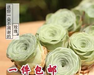 玫瑰花怎么养成老桩造型？需要多长时间和哪些步骤？