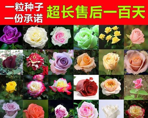 玫瑰花种子怎么获得？如何正确种植玫瑰花种子？