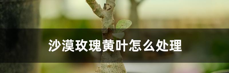 玫瑰黄叶病用什么药效果好？如何有效防治玫瑰黄叶病？