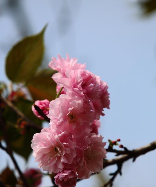 樱花的花语是什么？适合送给谁？