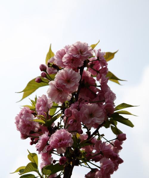 樱花的花语是什么意思？樱花代表的含义有哪些？