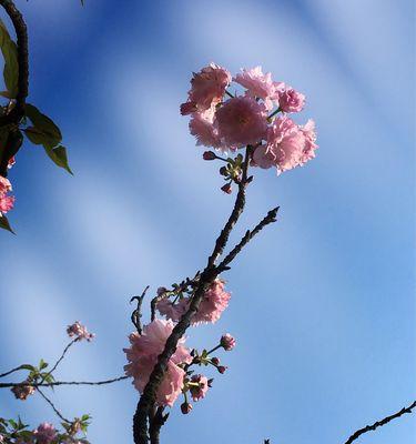 樱花的花语是什么意思？樱花代表的含义有哪些？