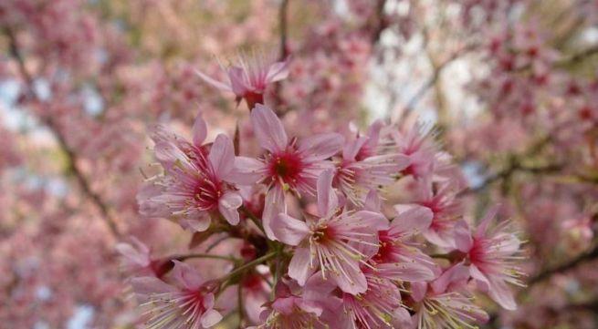 樱花花语是什么意思？樱花的象征意义有哪些常见问题？